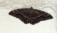 Ascalapha odorata