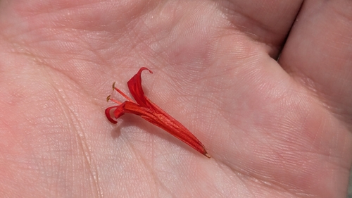 Anisacanthus quadrifidus