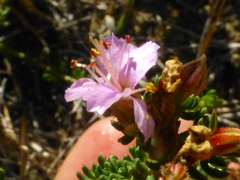 Frankenia repens