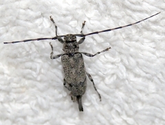 Graphisurus despectus