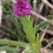 Polygala timoutou - Photo (c) accidentalshrike, algunos derechos reservados (CC BY-NC), subido por accidentalshrike