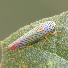Graphocephala aurora