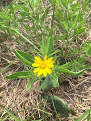 Heterotheca camporum