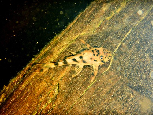 Peckoltia furcata