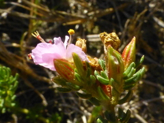 Frankenia repens