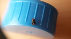 Geocoris erythrocephalus