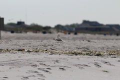 Sterna hirundo hirundo