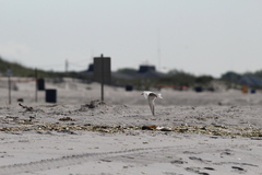 Sterna hirundo hirundo