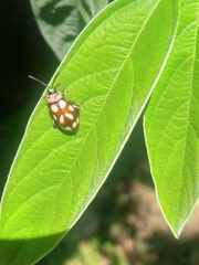 Omophoita simulans