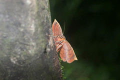 Hypopyra vespertilio