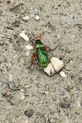 Carabus auratus