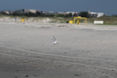 Sterna hirundo hirundo