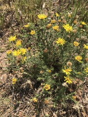 Xanthisma spinulosum