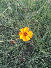 Thelesperma filifolium