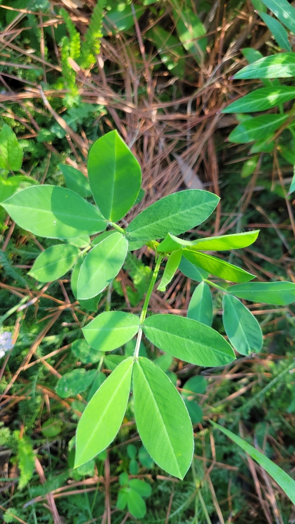 Arachis hypogaea, Westwick, Augusta, GA 30909, USA