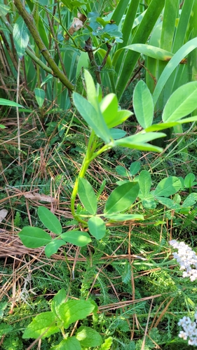 Image of Arachis hypogaea by no rights reserved