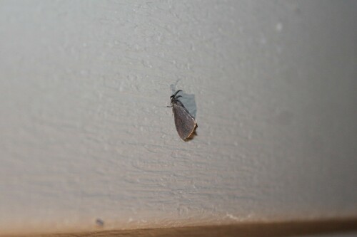 Glover's Bagworm Moth photo 4