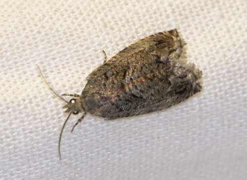 Large Beech Piercer, 5694 Breugel, Nederland, photo 10 of 10