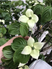 Cornus kousa