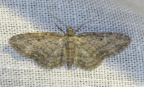 Maple Pug, 5694 Breugel, Nederland, photo 2 of 10