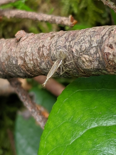 Chaoborus crystallinus