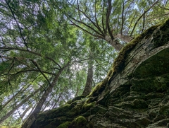 White Spruce (Picea canadensis)