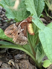 Callosamia angulifera