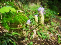 Phyteuma betonicifolium