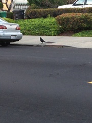 Corvus brachyrhynchos