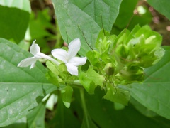 Yeatesia viridiflora