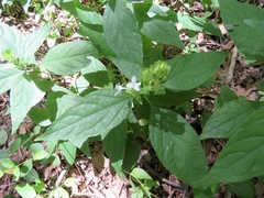 Yeatesia viridiflora