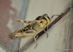 Locusta migratoria