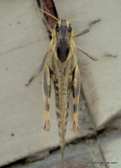 Locusta migratoria
