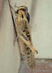 Locusta migratoria