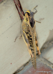 Locusta migratoria