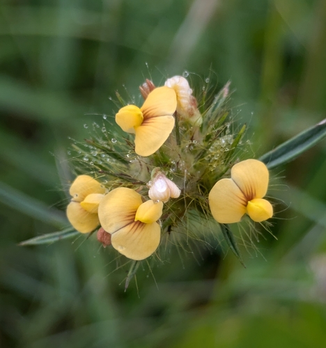 Stylosanthes guianensis (Aubl.) Sw.