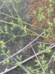 Polypremum procumbens