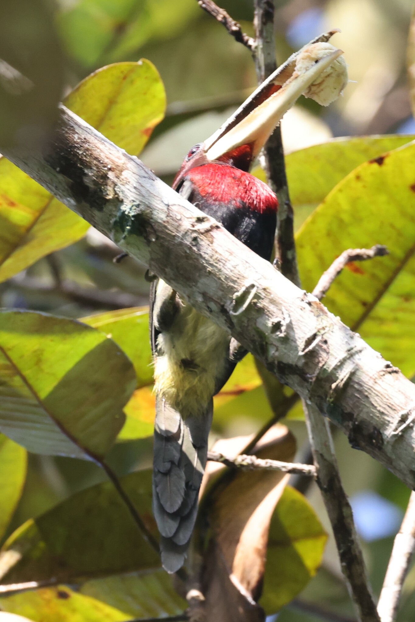 Ivory-billed Aracari (Pteroglossus azara), photo 6