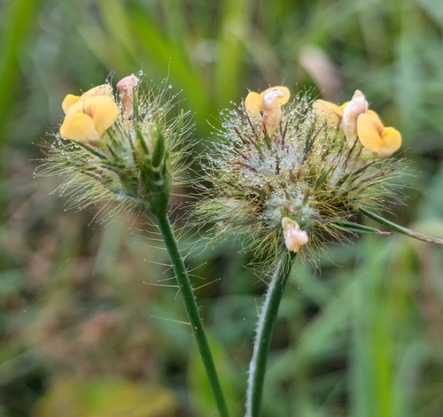 Stylosanthes guianensis