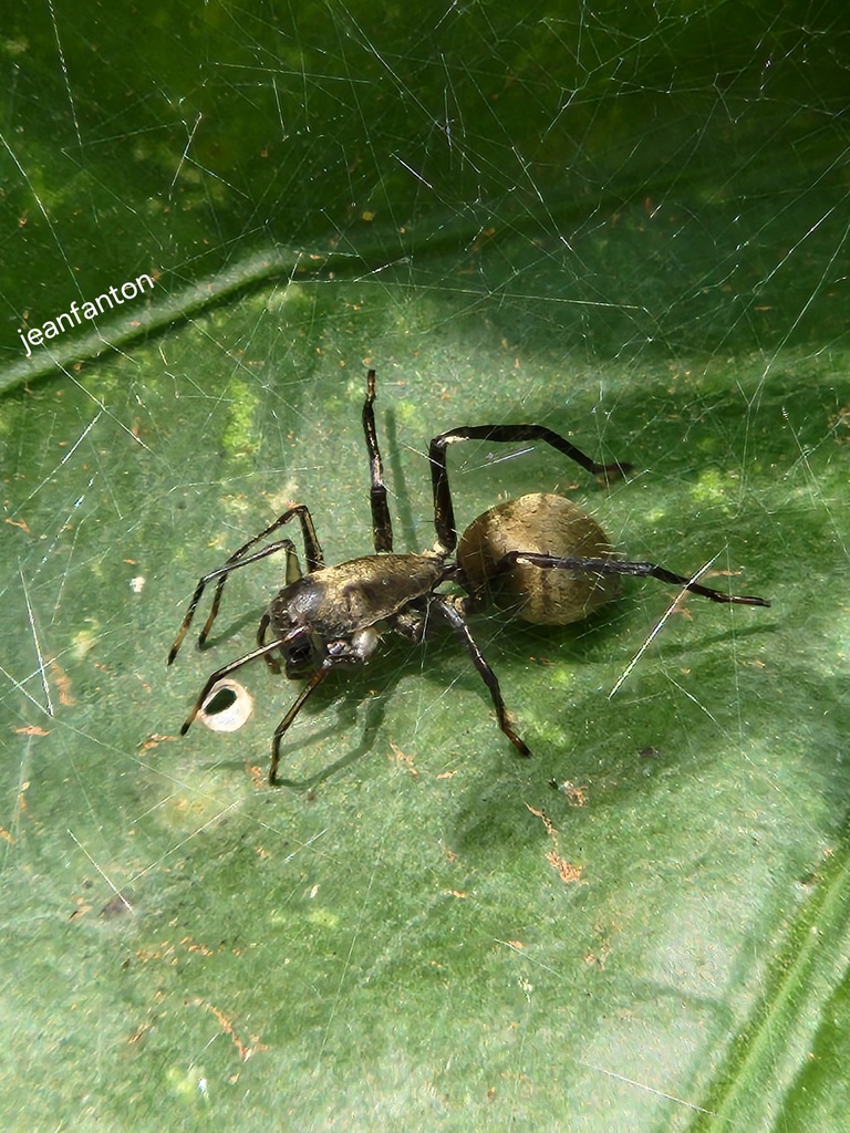Myrmecotypus dacetonoides