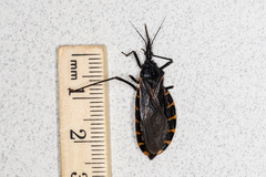 Triatoma gerstaeckeri
