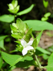 Yeatesia viridiflora