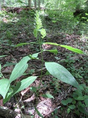 Yeatesia viridiflora