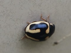 Hyperaspis trifurcata