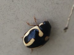 Hyperaspis trifurcata