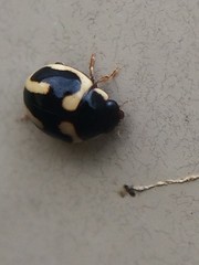 Hyperaspis trifurcata