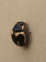 Hyperaspis trifurcata