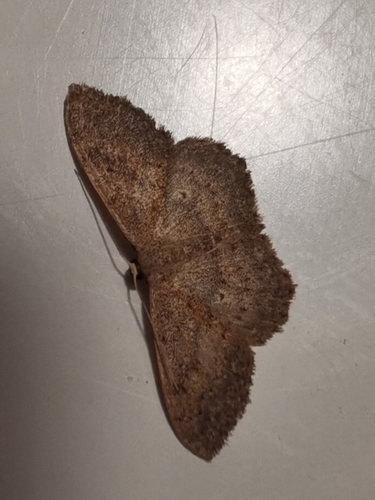 Scopula guancharia photo 2