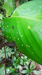 Gigantiops destructor