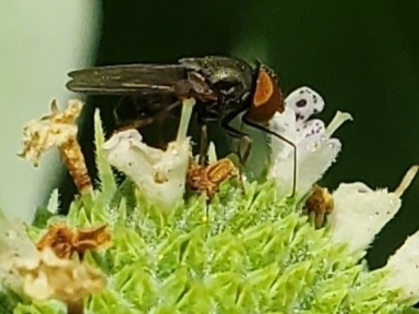 Eusiphona cooperi